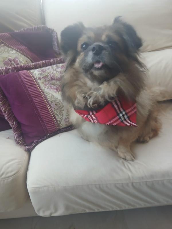 Peggy, tenera pechinese Foto 4